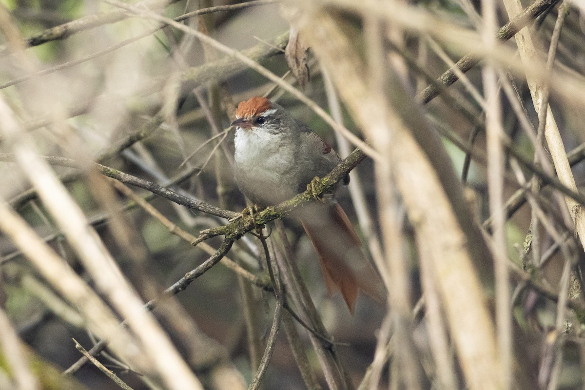 Line-cheeked Spinetail - ML645947287