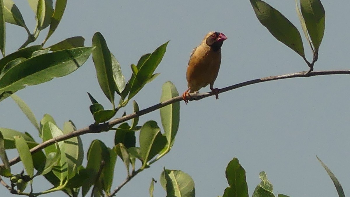 Red-billed Quelea - ML645947295