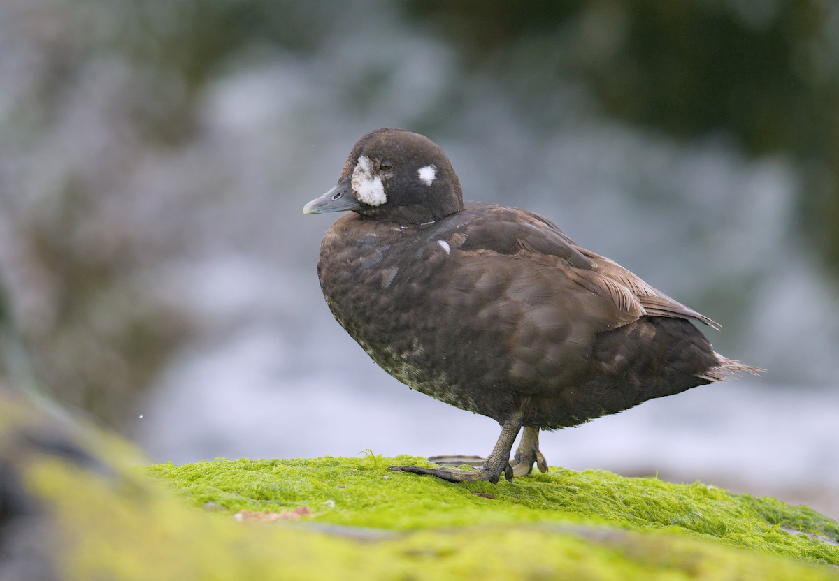 Ahate arlekina - ML645947298