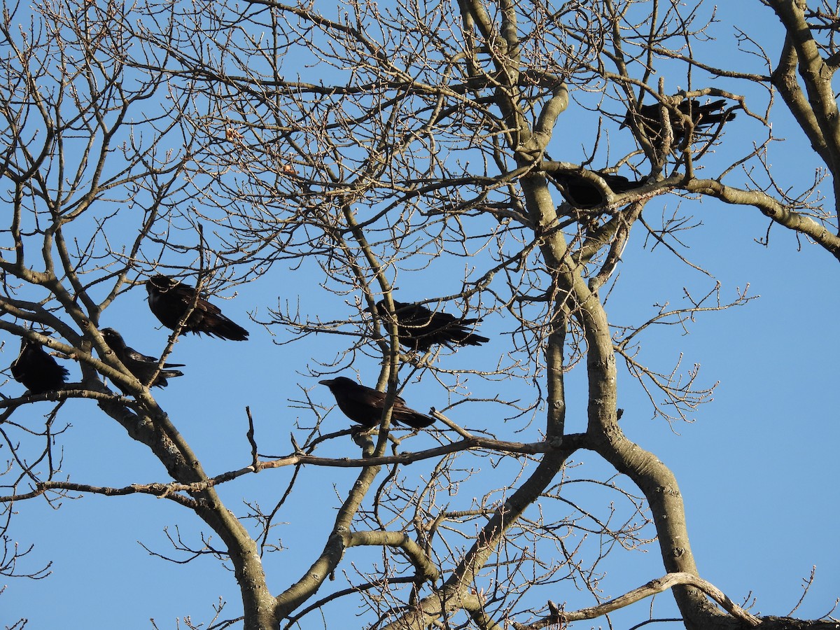 Common Raven - ML645947302