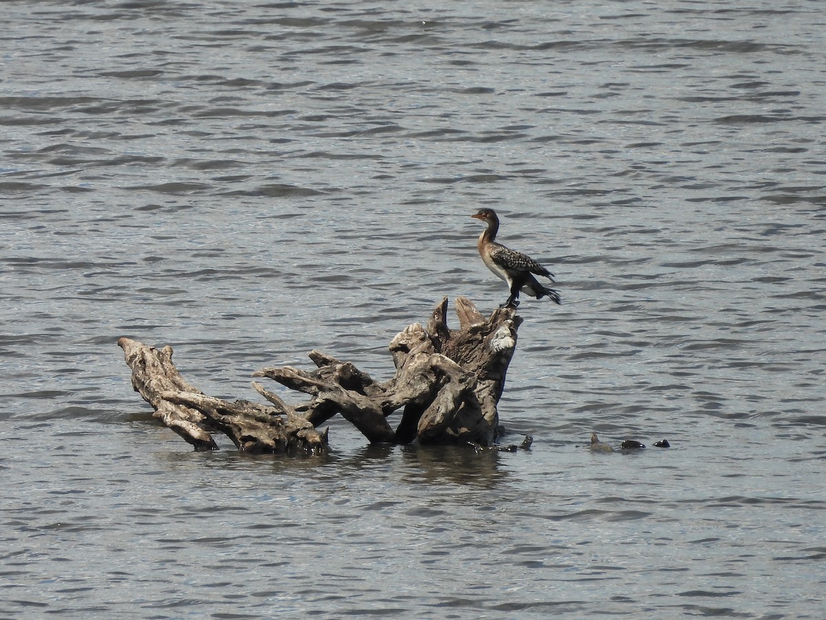 Uzun Kuyruklu Karabatak - ML645947308