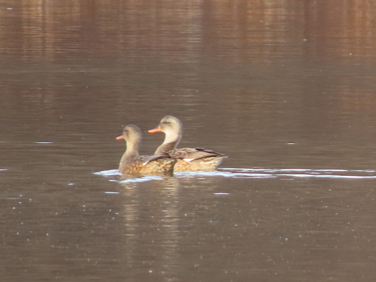 Gadwall - ML645947311