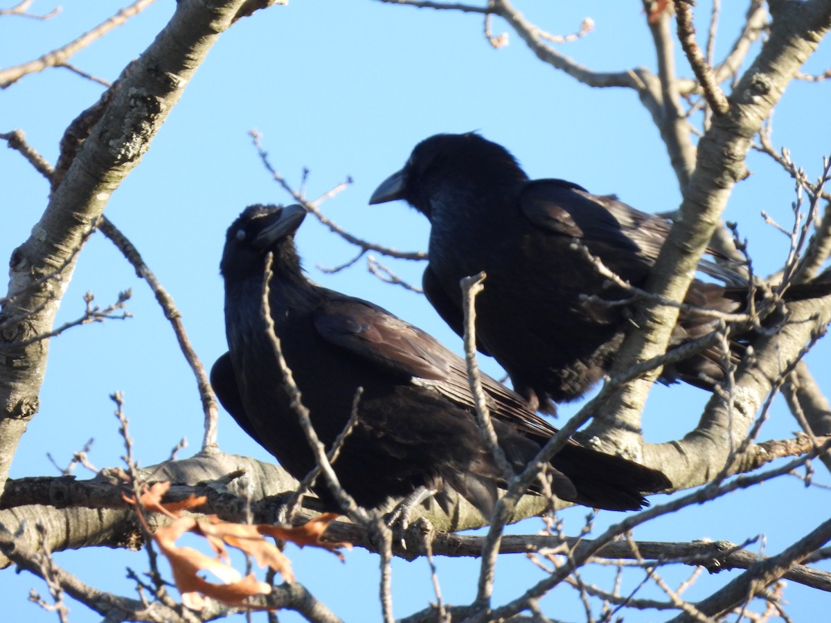 Common Raven - ML645947316