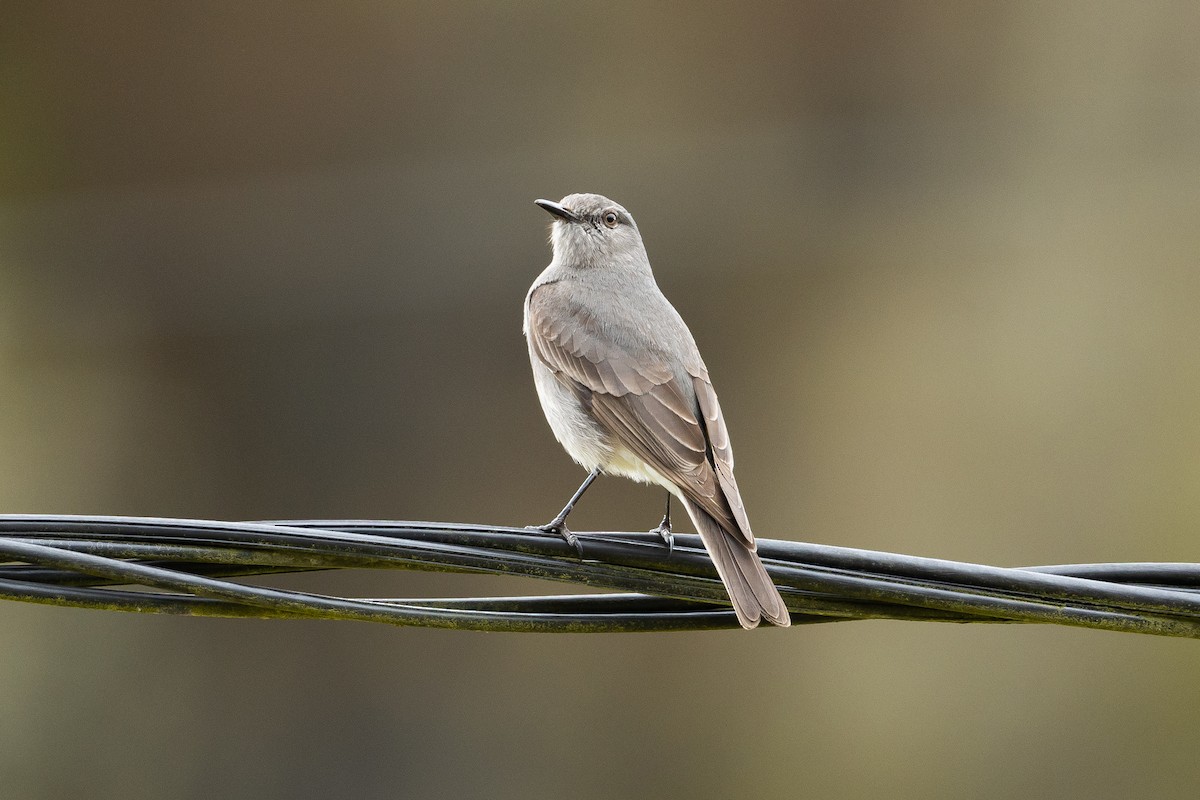 Rufous-webbed Bush-Tyrant - ML645947317