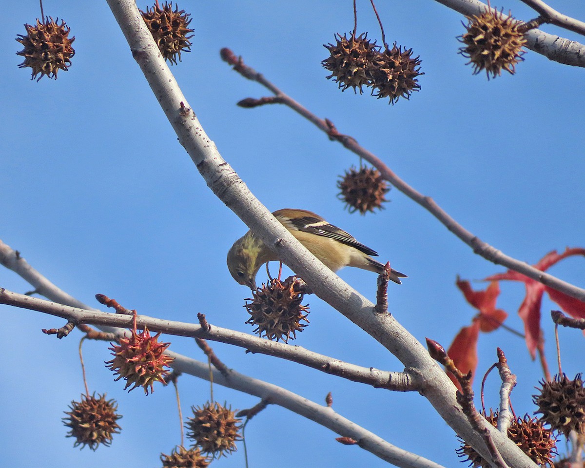 オウゴンヒワ - ML645947319