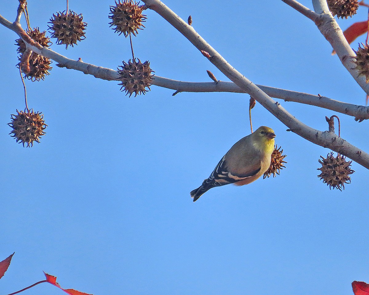 オウゴンヒワ - ML645947321