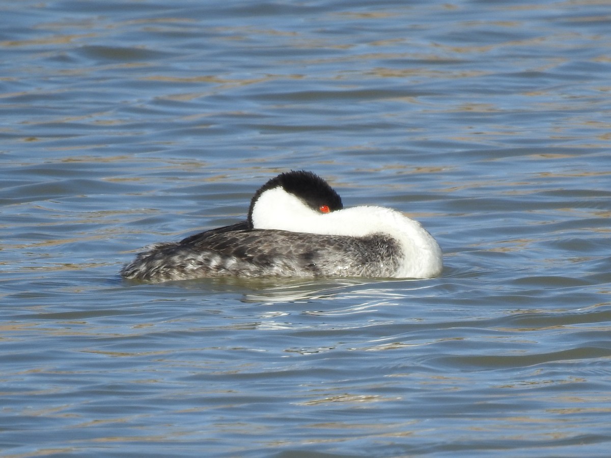 Western Grebe - ML645947326