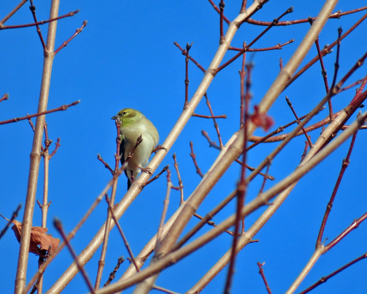 オウゴンヒワ - ML645947327