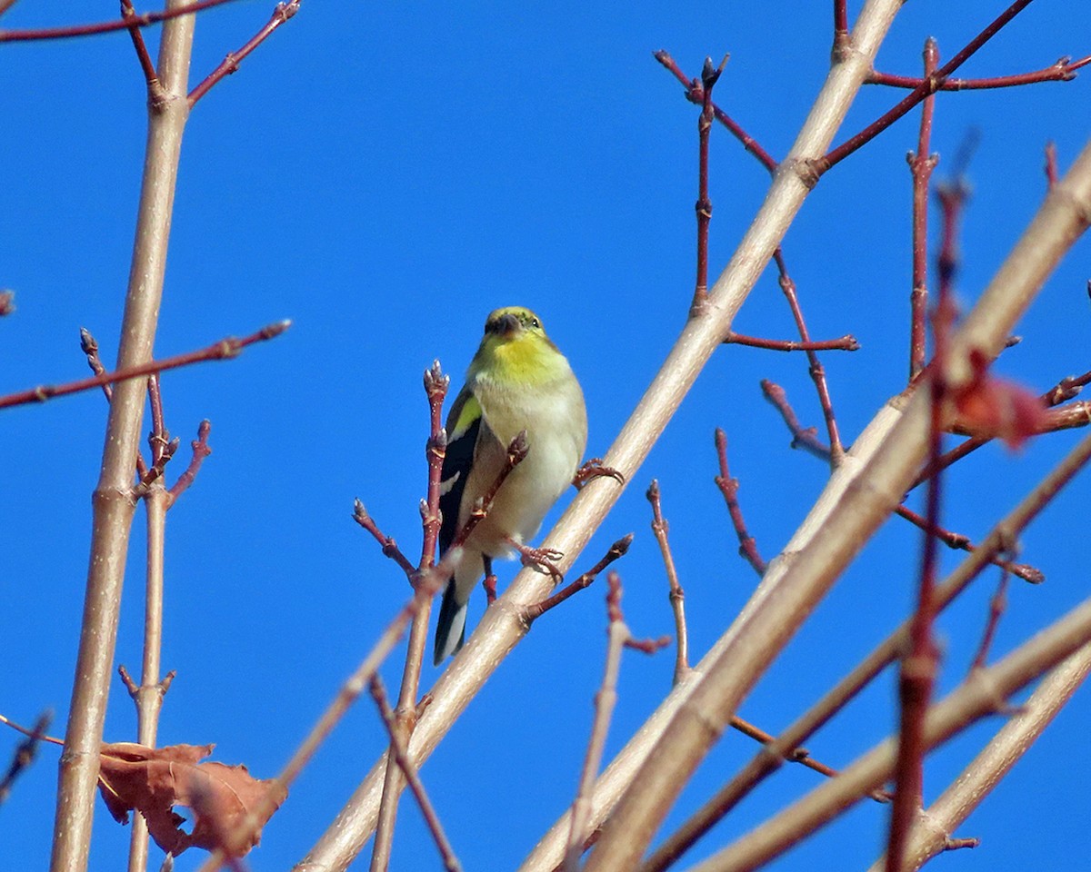 オウゴンヒワ - ML645947328