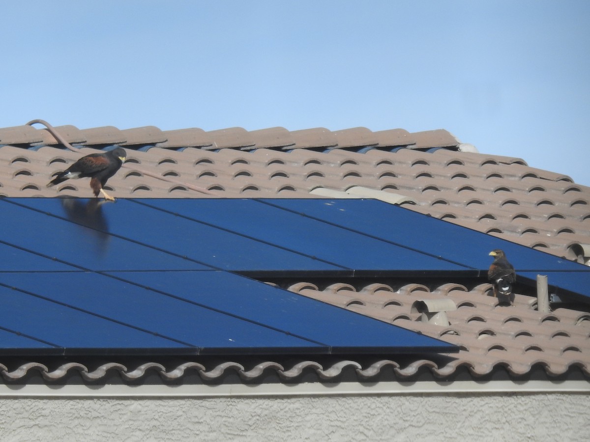 Harris's Hawk - ML645947334