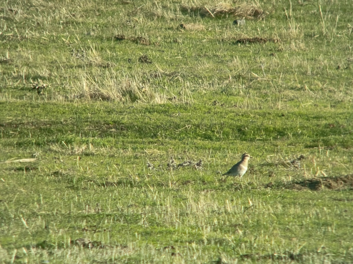 Eurasian Dotterel - ML645947337