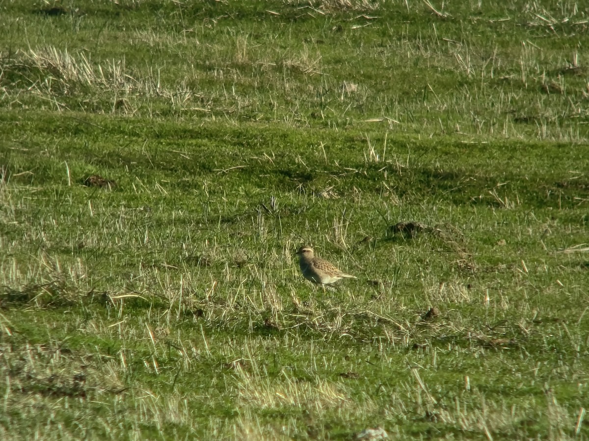 Eurasian Dotterel - ML645947338