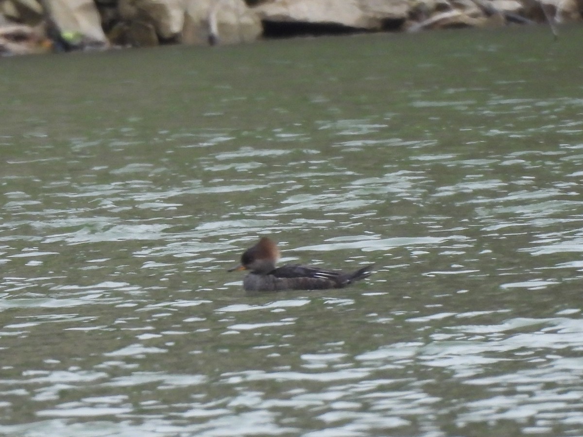 Hooded Merganser - ML645947343