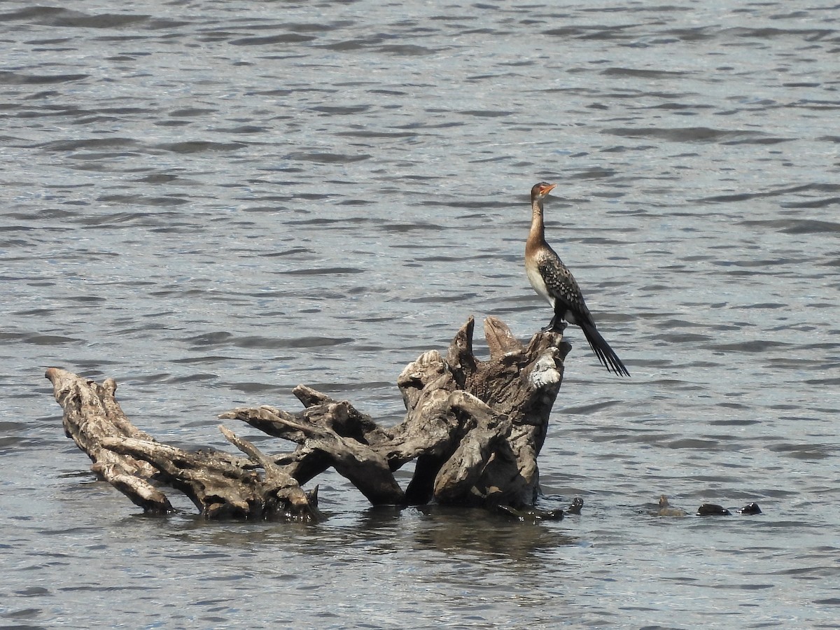 Uzun Kuyruklu Karabatak - ML645947344