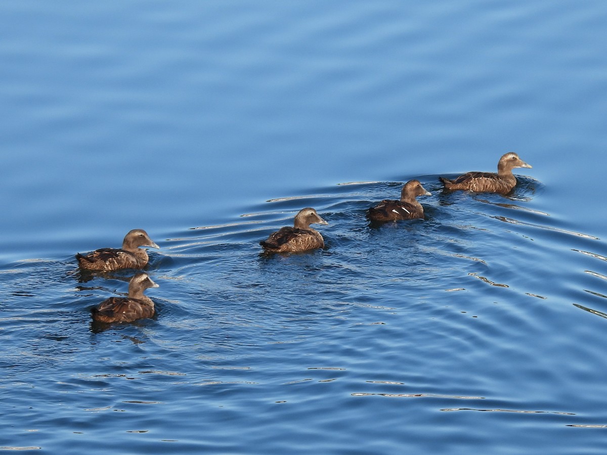 Common Eider (Dresser's) - ML645947347