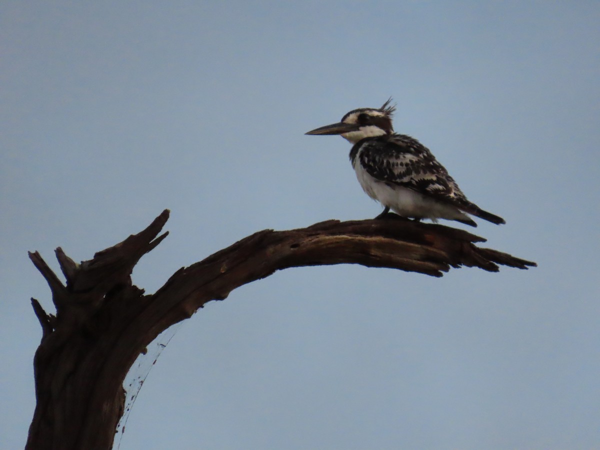 斑翡翠 - ML645947349