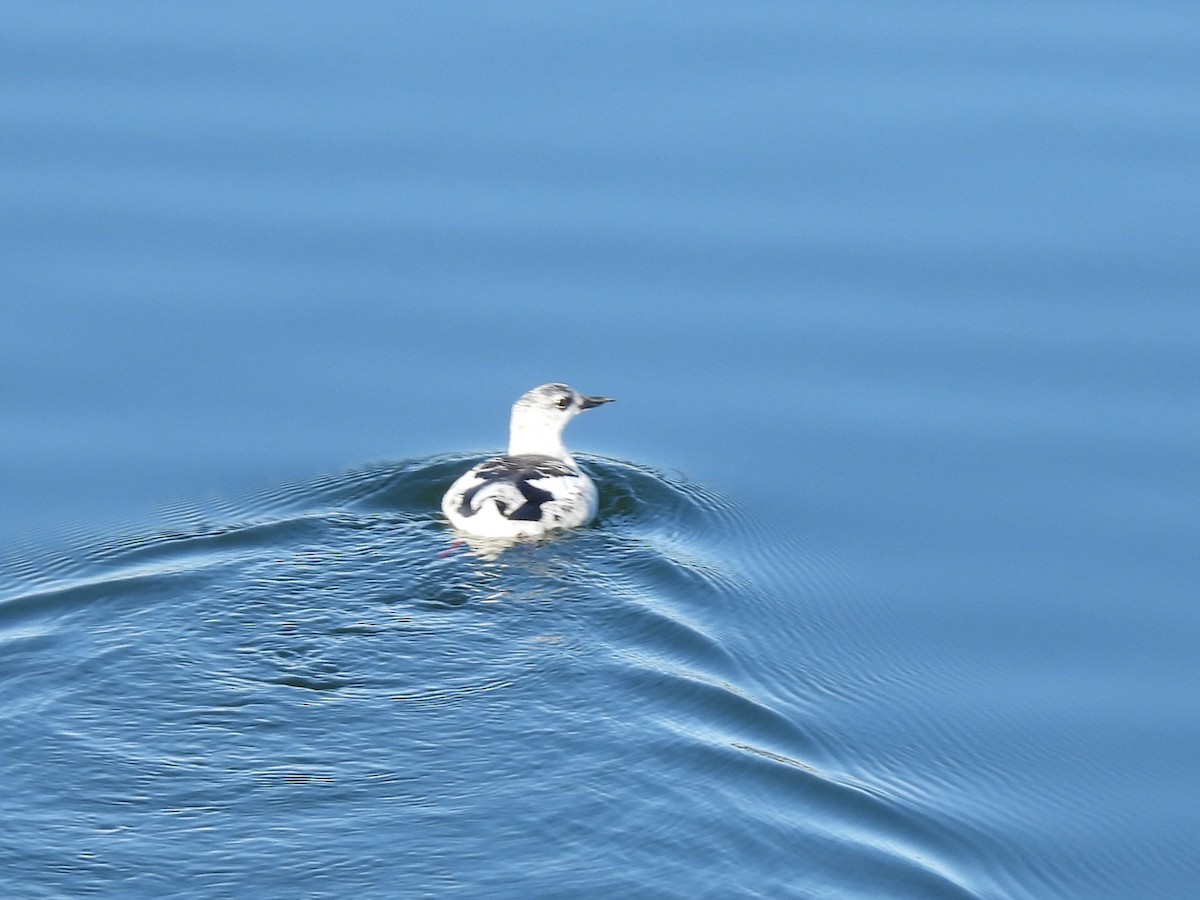 Black Guillemot - ML645947353