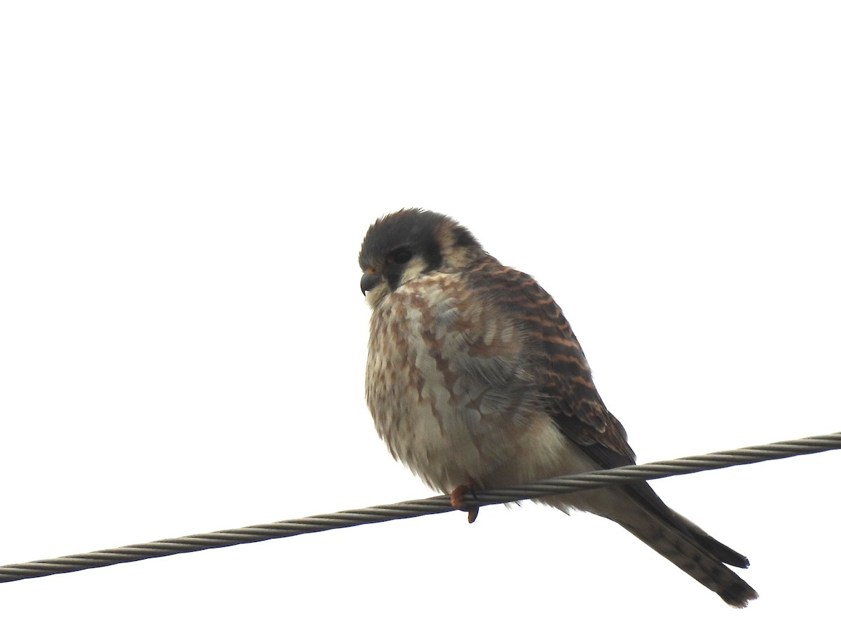 American Kestrel - ML645947357