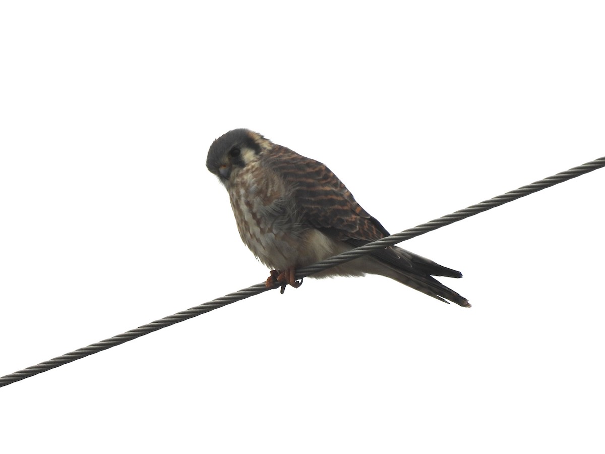 American Kestrel - ML645947358