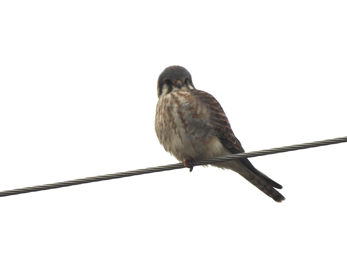 American Kestrel - ML645947359
