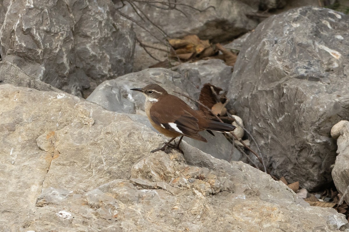 White-winged Cinclodes - ML645947364