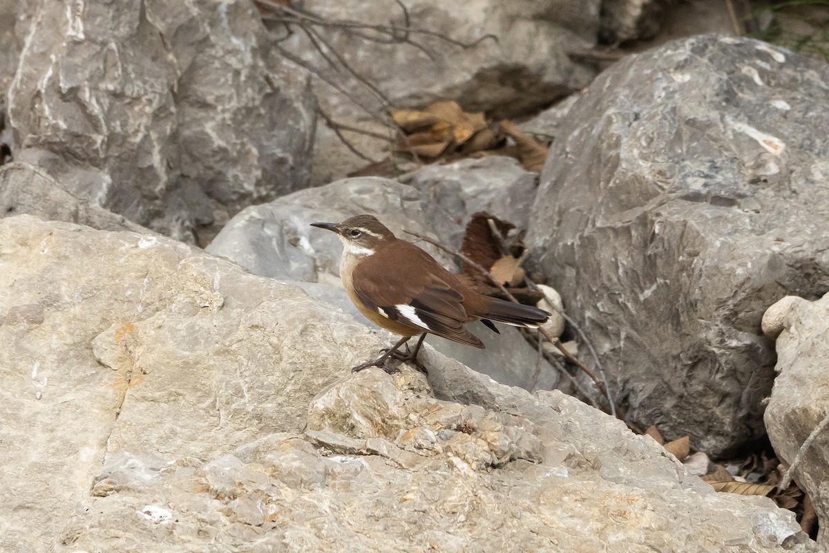 White-winged Cinclodes - ML645947365