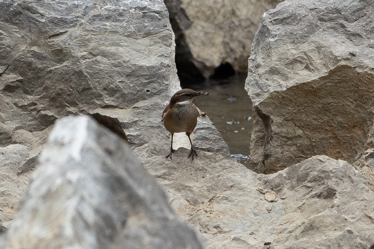 White-winged Cinclodes - ML645947366