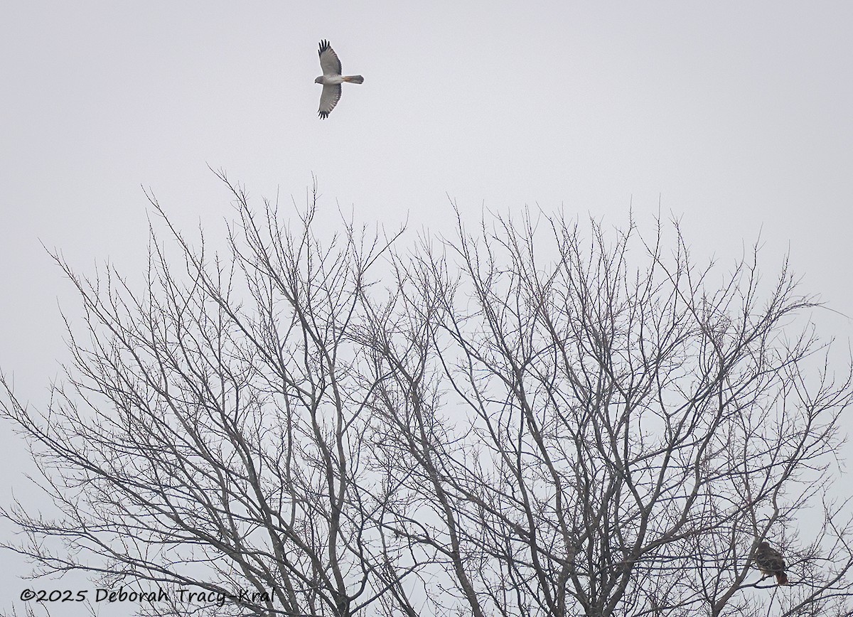 Northern Harrier - ML645947371