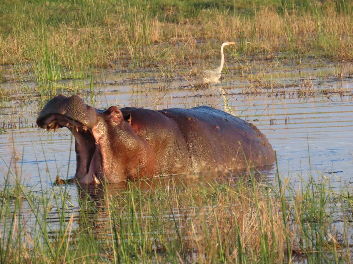 蒼鷺 - ML645947375