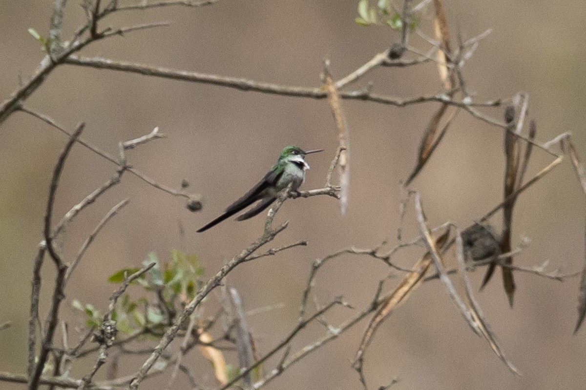 Gray-bellied Comet - ML645947380