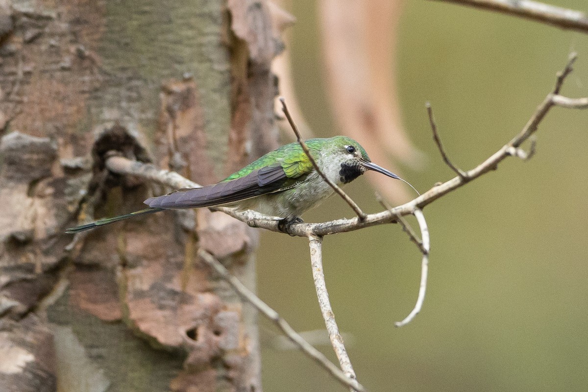 Gray-bellied Comet - ML645947381