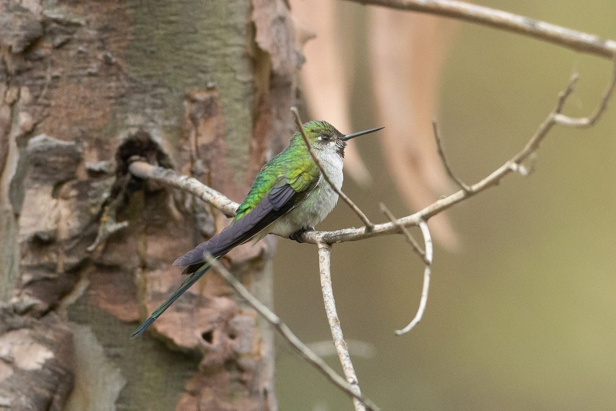 Gray-bellied Comet - ML645947382