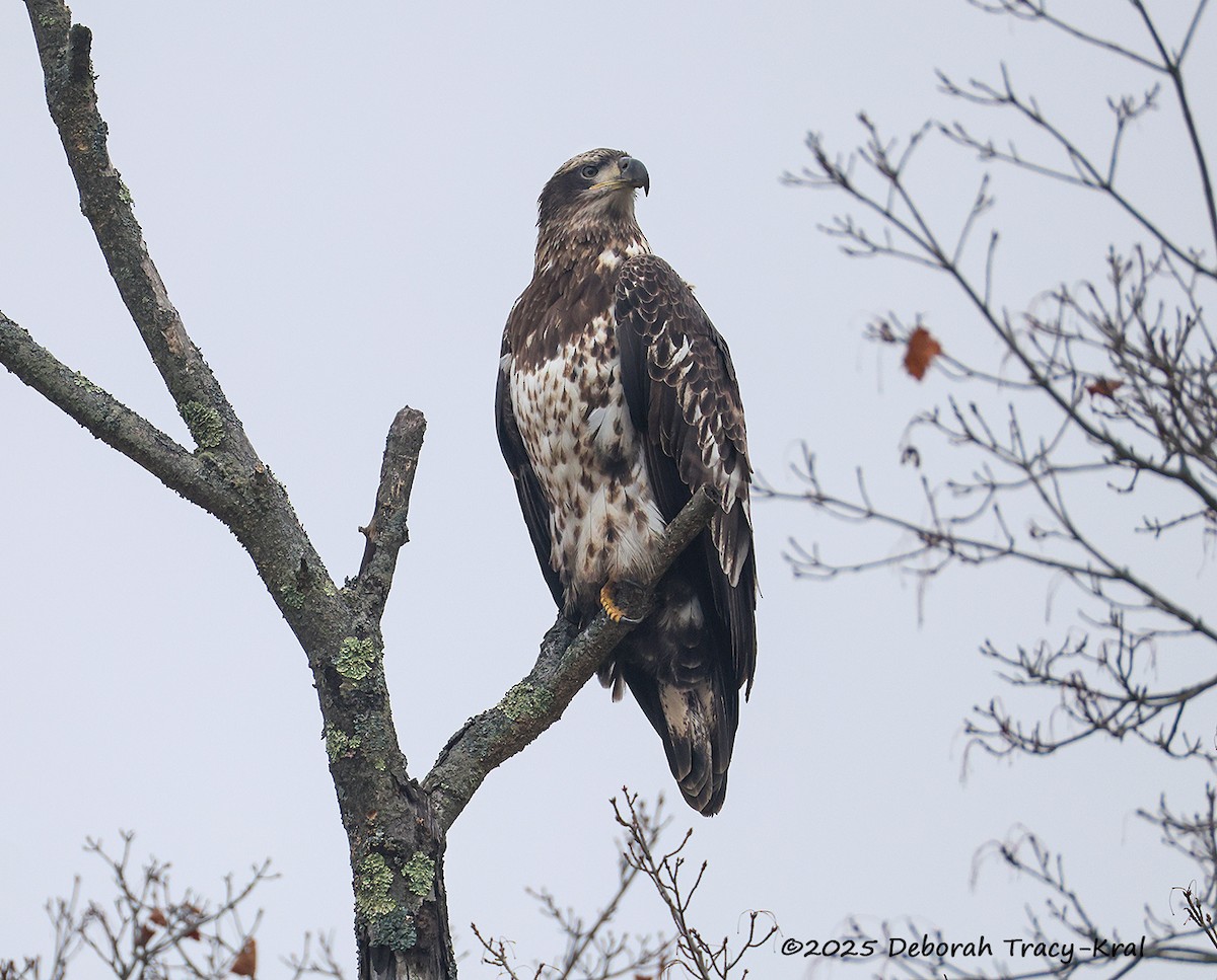 Bald Eagle - ML645947383
