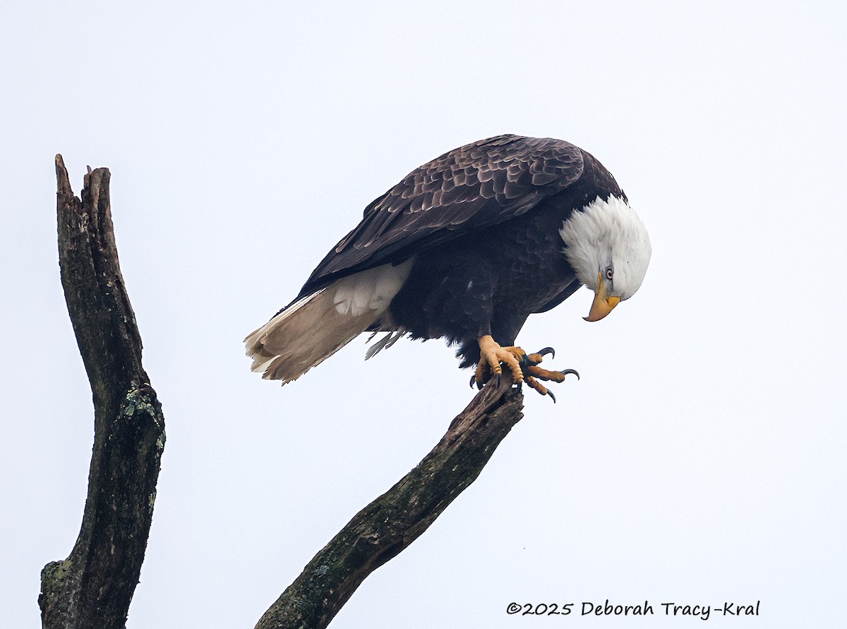 Bald Eagle - ML645947384