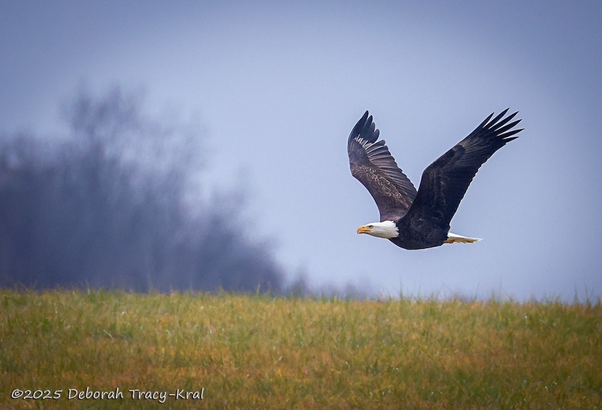 Bald Eagle - ML645947385