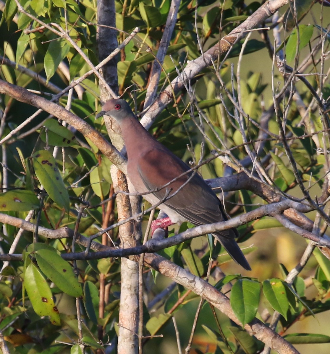 Paloma Colorada - ML645947390