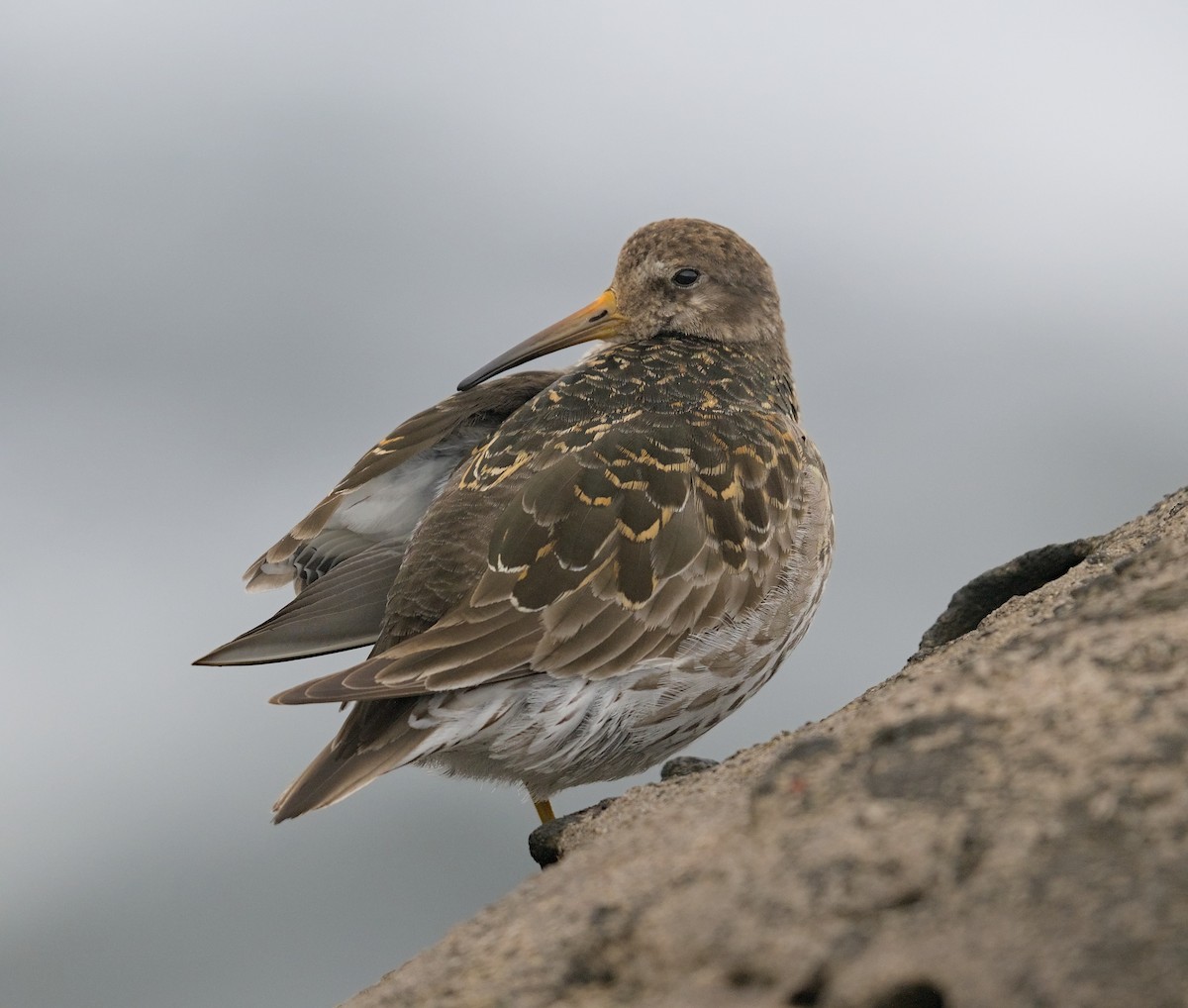 Purple Sandpiper - ML645947412