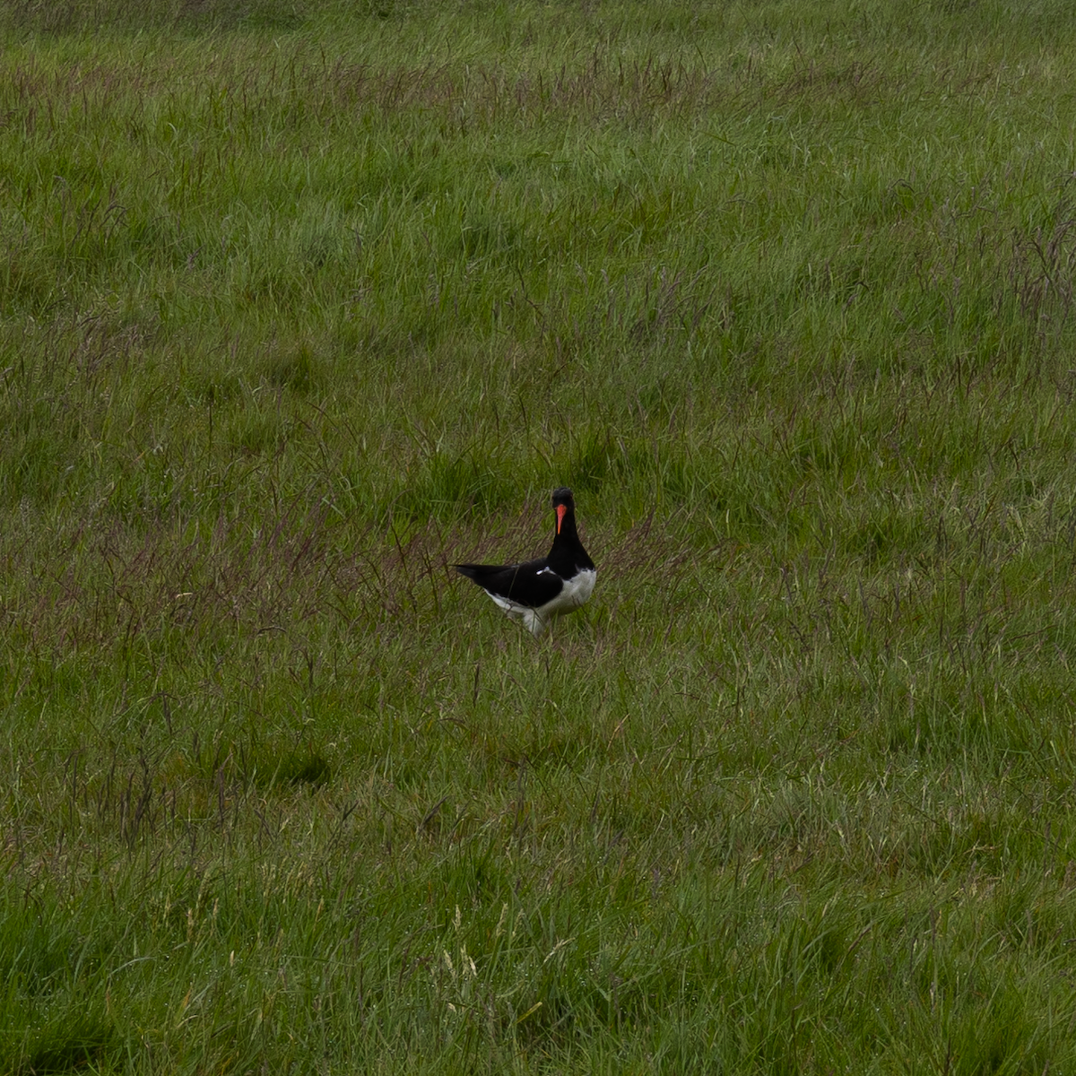 蠣鴴 - ML645947417