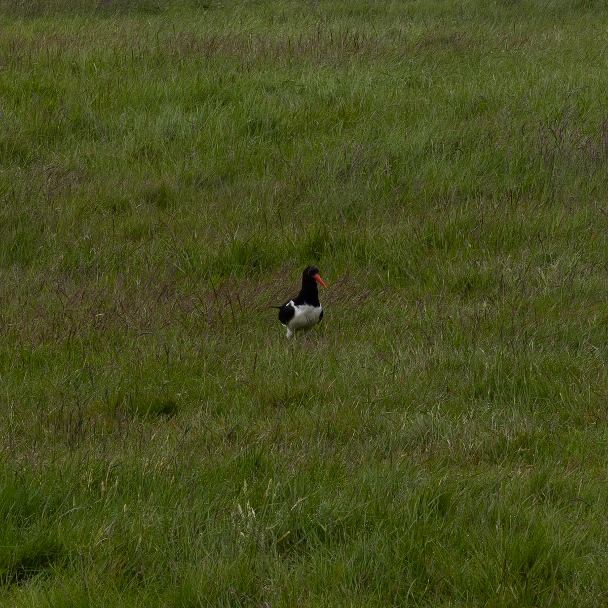 蠣鴴 - ML645947418