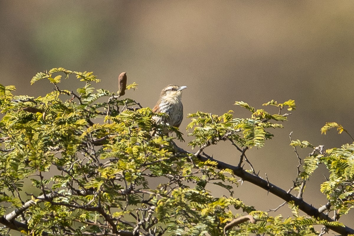 Great Spinetail - ML645947419