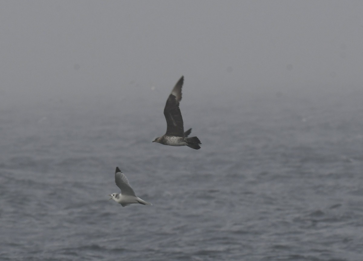 クロトウゾクカモメ - ML645947430