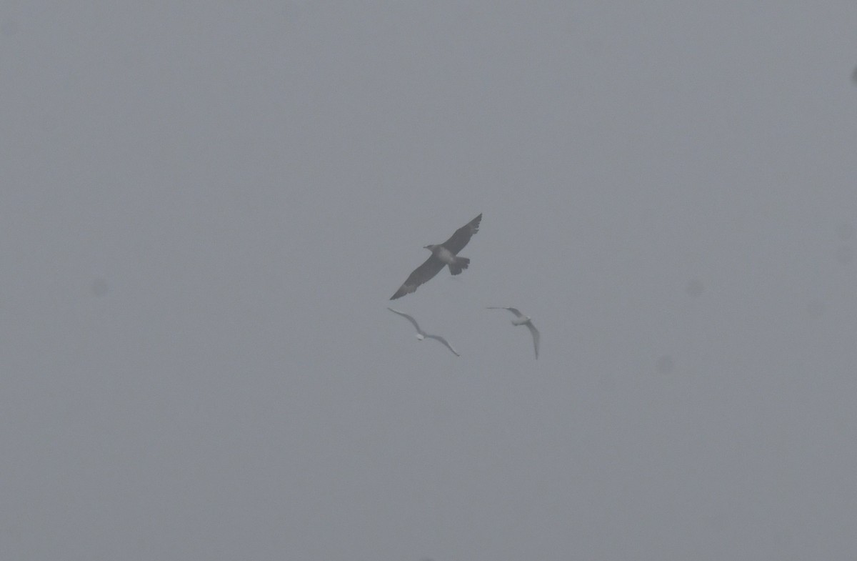 クロトウゾクカモメ - ML645947431