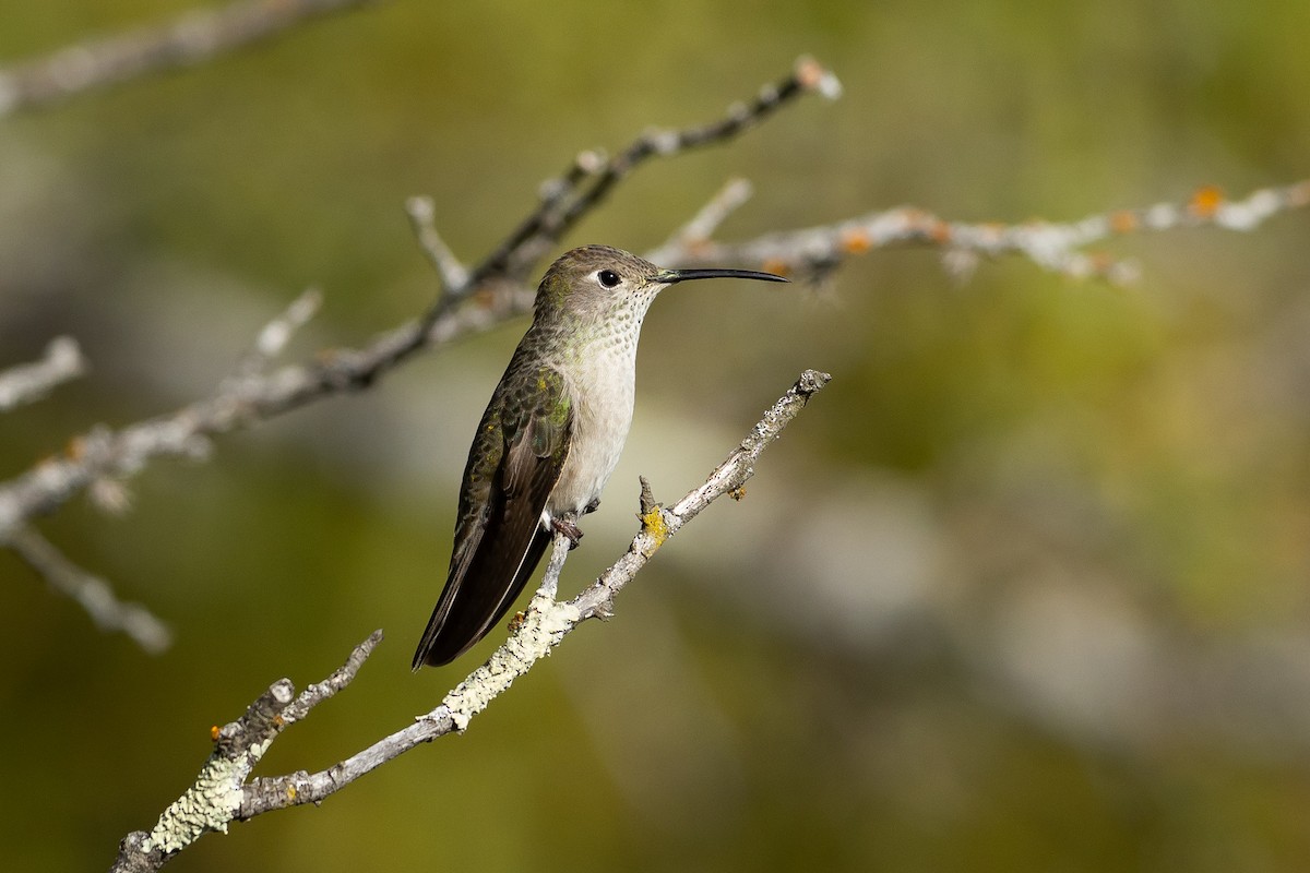 Spot-throated Hummingbird - ML645947439