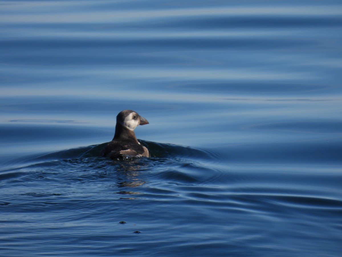 Pulcinella di mare - ML645947450