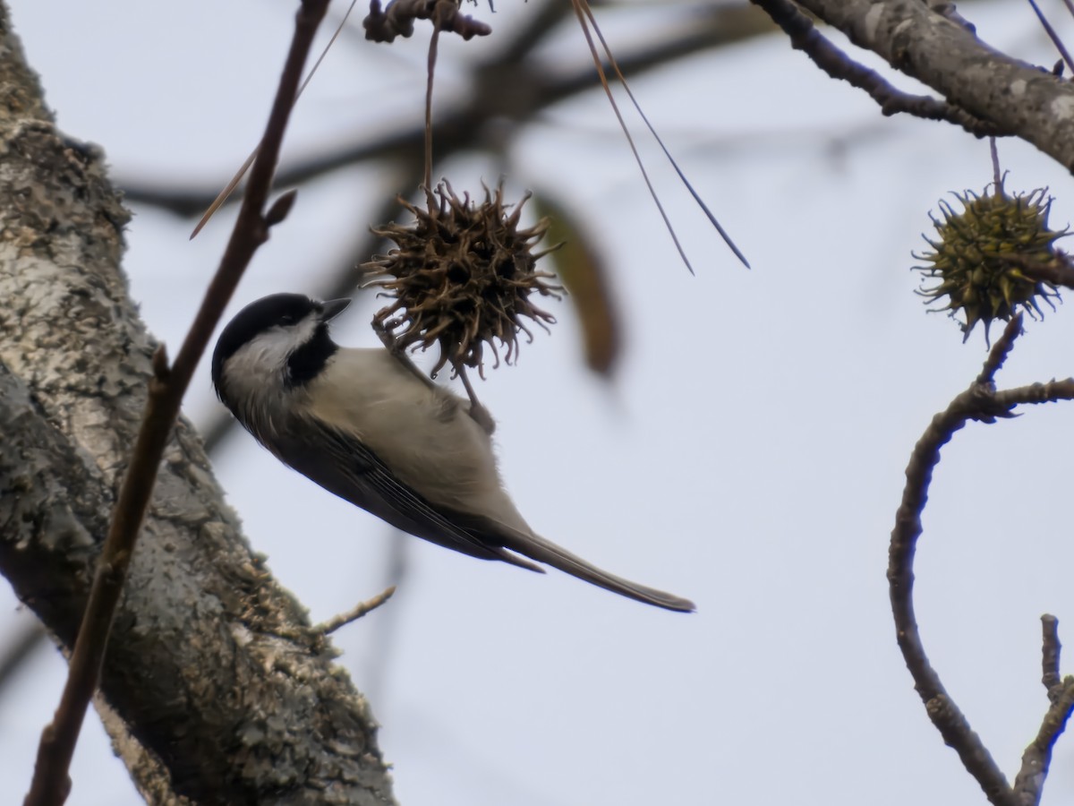 Carolina Chickadee - ML645947452