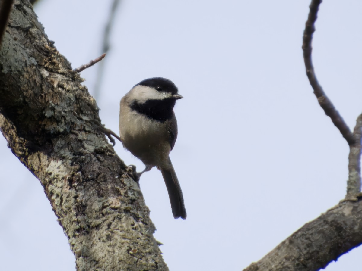 Carolina Chickadee - ML645947453