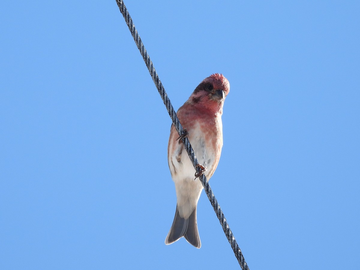 Purple Finch (Eastern) - ML645947457