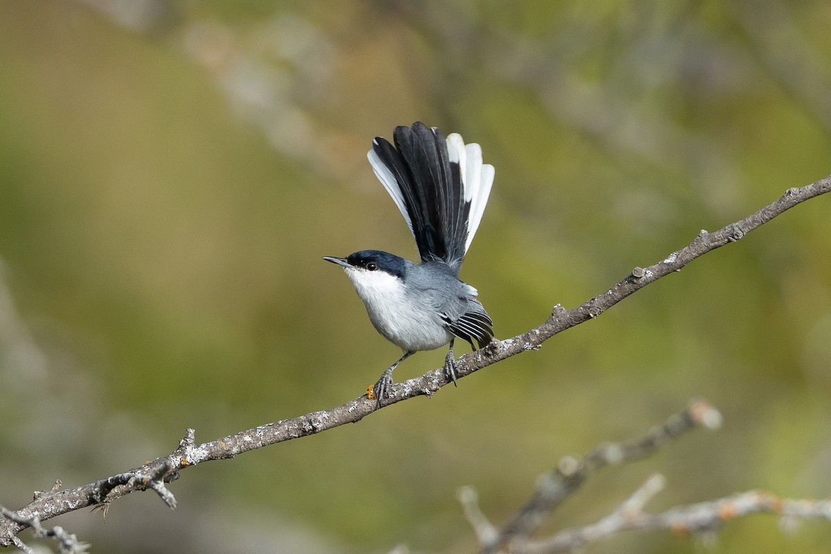 Marañon Gnatcatcher - ML645947459