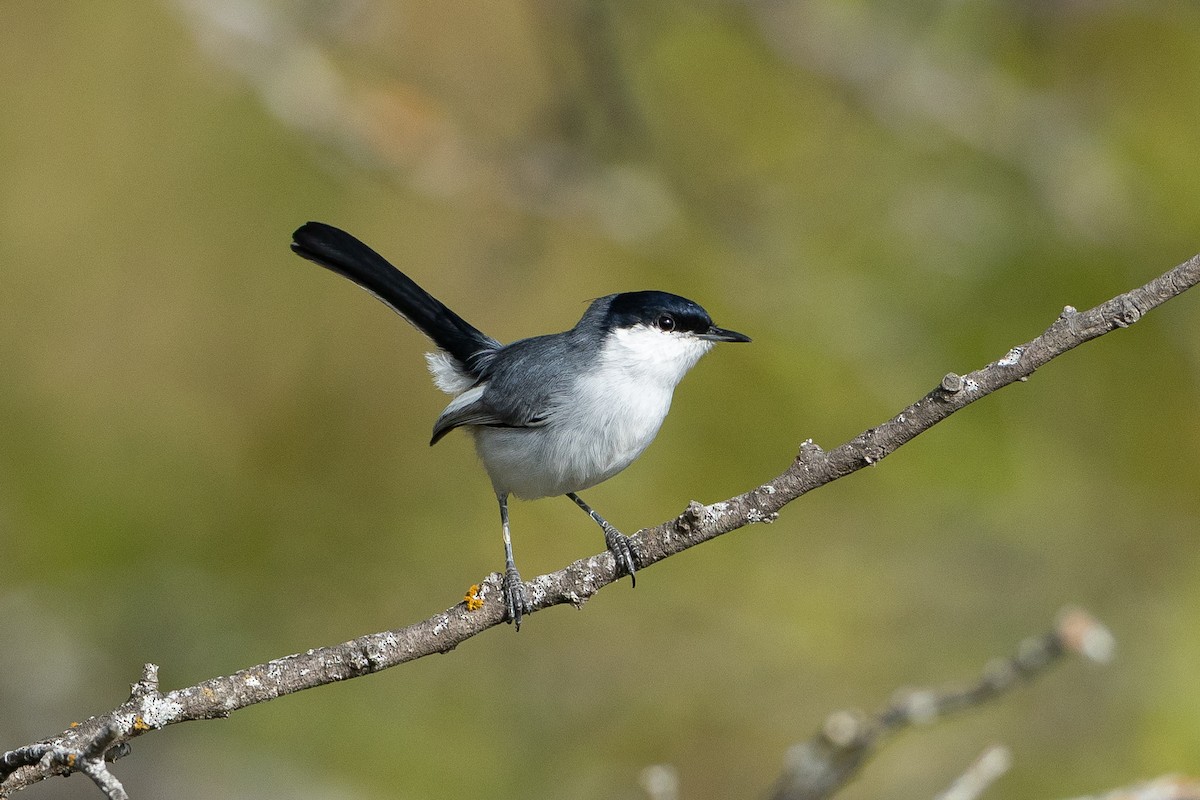Marañon Gnatcatcher - ML645947460