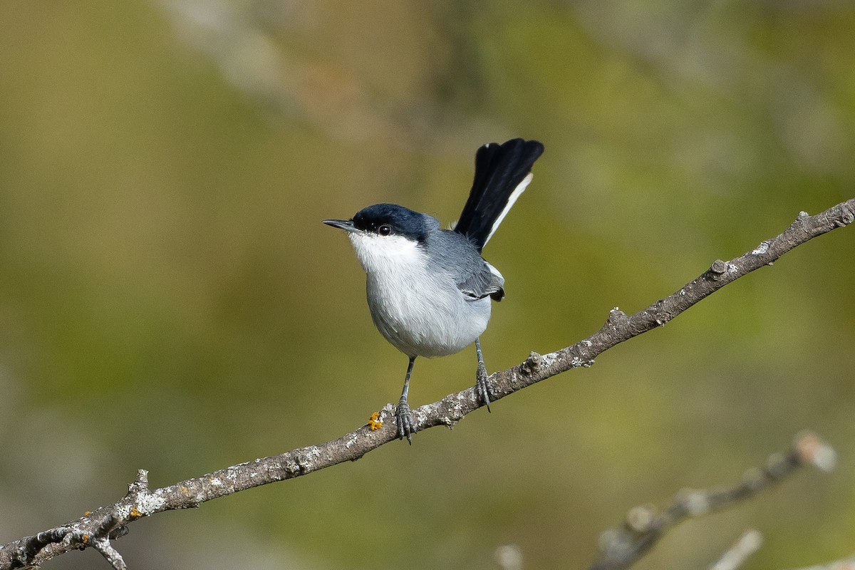 Marañon Gnatcatcher - ML645947461